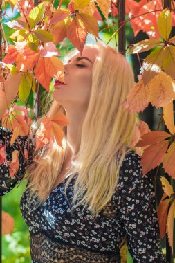 Sonbahar güneşli portresi. Renkli sarmaşıklı bir çitin yanında genç sarışın bir kadın. kısa siyah çiçekli uzun kollu elbise