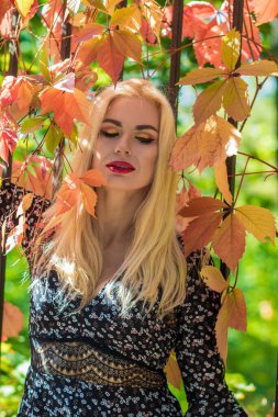 Sonbahar güneşli portresi. Renkli sarmaşıklı bir çitin yanında genç sarışın bir kadın. kısa siyah çiçekli uzun kollu elbise