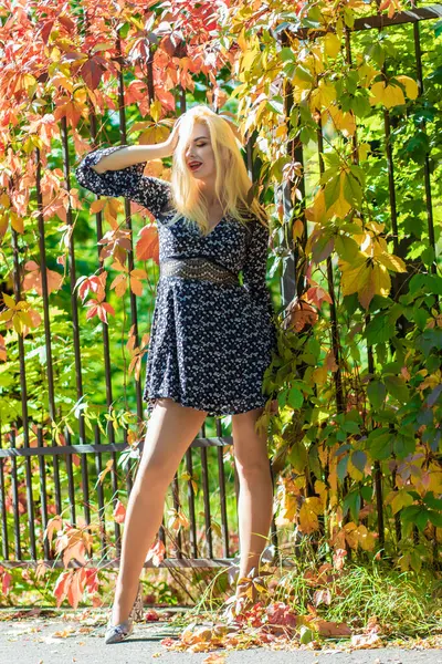 Sonbahar güneşli tam boy portresi, çitin yanında çok renkli sarmaşıklı genç sarışın bir kadın. Uzun bacaklar, kısa siyah çiçekli elbise uzun kollu, yüksek topuklu