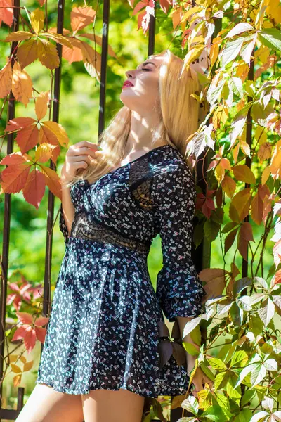 Sonbahar güneşli portresi. Renkli sarmaşıklı bir çitin yanında genç sarışın bir kadın. kısa siyah çiçekli uzun kollu elbise