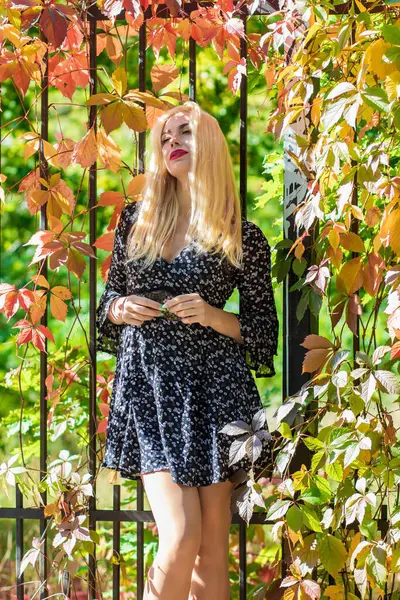 Sonbahar güneşli portresi. Renkli sarmaşıklı bir çitin yanında genç sarışın bir kadın. kısa siyah çiçekli uzun kollu elbise