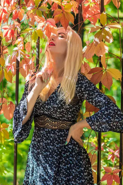 Sonbahar güneşli portresi. Renkli sarmaşıklı bir çitin yanında genç sarışın bir kadın. kısa siyah çiçekli uzun kollu elbise