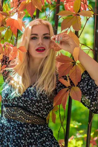 Sonbahar güneşli portresi. Renkli sarmaşıklı bir çitin yanında genç sarışın bir kadın. kısa siyah çiçekli uzun kollu elbise