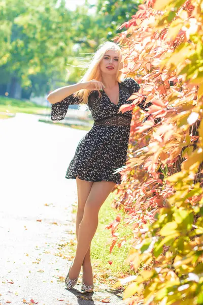 Sonbahar güneşli tam boy portresi, çitin yanında çok renkli sarmaşıklı genç sarışın bir kadın. Uzun bacaklar, kısa siyah çiçekli elbise uzun kollu, yüksek topuklu
