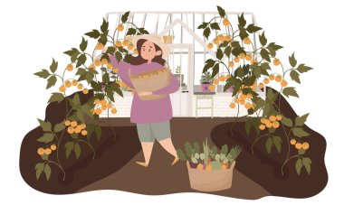 Bahçe ve bahçe işleri. Kız hasat yapıyor. Sebzeler