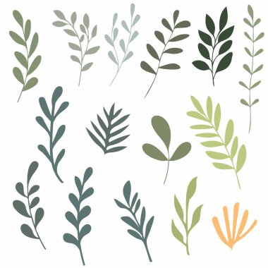 Buketler için çeşitli yapraklar..