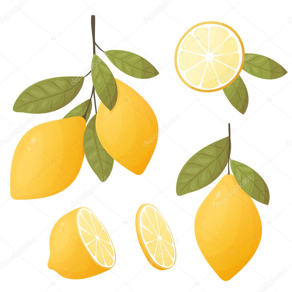 Vector set of lemon branches with fruit and leaves isolated. ut lemon, slice