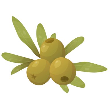 Zeytinli vektör çizimi. Bir takım elementler. Yapraklı zeytin