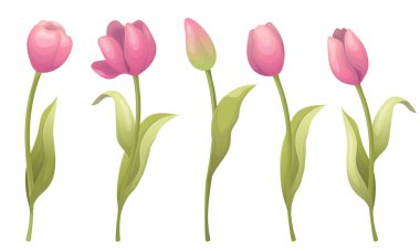 Şirin vektör laleleri ayarlandı. Tasarımın için boşluk. Pembe lale çiçekleri.