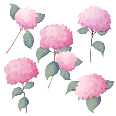 Pembe ortanca çiçekleri ve dalları olan güzel çiçek buketleri. Beyaz arkaplanda izole edilmiş vektör.