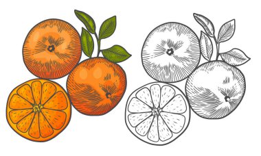 Yapraklı turuncu meyve dalı. Mandalina veya mandalina ile el çizimi doğrusal vektör çizimleri. Yiyecek etiketi olarak mandalina ağacı çiziyorum. Simge veya logo için beyazın üzerine kazınmış siyah çizim.