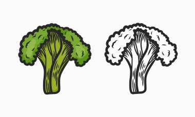 Brokolinin vektör çizimi. Çizgi ve boyama. Sebze. Düz Çizim