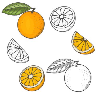 Portakal ve portakal yaprağının oymalı vektör çizimi. El çizimi turuncu çizim. Beyaz arkaplanı olan bir portakalın boyama sayfası. 