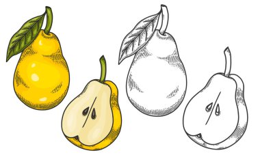 Armut yarısı ve armut yaprağı olan bir armutun oymalı vektör çizimi. El çizimi Pear Sketch Illustration. Beyaz armutlu sarı bir armutun boyama sayfası. 