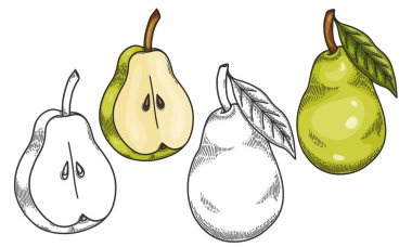 Armut yarısı ve armut yaprağı olan bir armutun oymalı vektör çizimi. El çizimi Pear Sketch Illustration. Beyaz armutlu yeşil bir armudun boyama sayfası. 