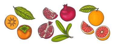 Meyve vektör çizim kümesi. Hurma, portakal, greyfurt, nar. Düz çizim. Elle çizilmiş bir dilim, tam ve yarım meyve, yapraklar. Etiket ve meyve ambalajı için botanik çizimi