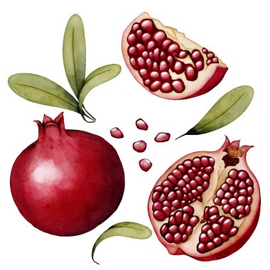 Gerçekçi bir suluboya çizim seti. Nar, yarım nar, böğürtlen, tohum ve yapraklar. Vektör illüstrasyonu