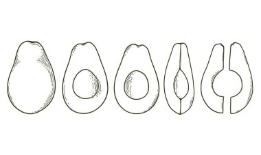 Beyaz arka plana el çizimi avokado seti. Avokado çeşitli şekillerde kesilmiş, dilimler ve takozlar. Vektör illüstrasyonu