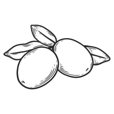 El çizimi ve çizim tarzında meyveli zeytin dalı. Arkaplan, ambalaj kağıdı ve kumaş için yazdır