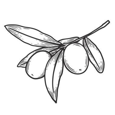 El çizimi ve çizim tarzında meyveli zeytin dalı. Arkaplan, ambalaj kağıdı ve kumaş için yazdır