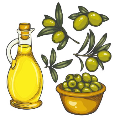 Zeytin ve zeytin yağının elle çizilmiş çizimi. İçinde cam zeytin yağı, bir kasede yeşil zeytin ve yapraklı zeytin dalları var. Klasik renk çizim biçimi.
