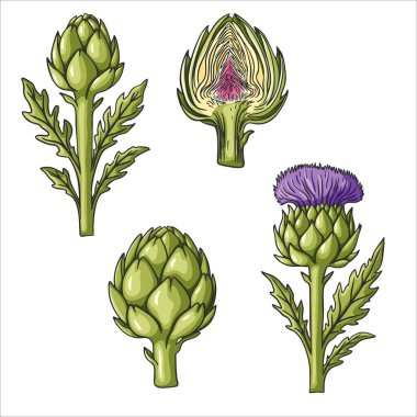 Tüm tomurcuk, çiçek açan çiçek, enine kesit ve yapraklar olmak üzere farklı safhalardaki enginar örnekleme seti. Sıcak renklerle basit taslak biçimi