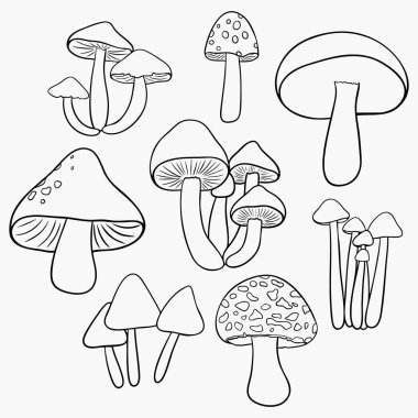 Ana hatlarıyla çeşitli orman mantarları.