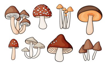 Düz çizgili parlak orman mantarları.