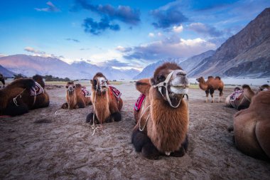 Leh India camel safari in the desert