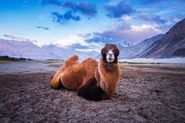 Leh India camel safari in the desert