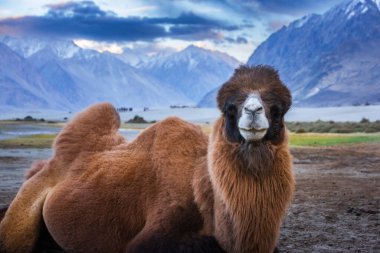Leh India camel safari in the desert