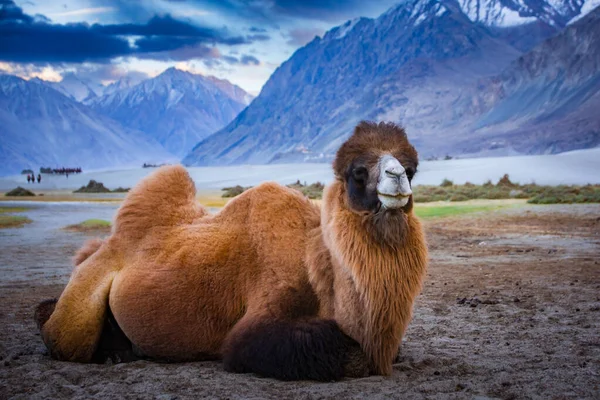 Leh India camel safari in the desert