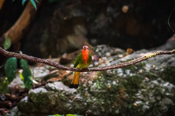 Mooie Vogel Roodbaardbijeneter Nyctyornis Amictus Groene Vogel Met Rode Baard — Stockfoto