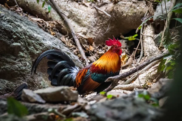 Pair Red Jungle Fowl Found Safari Forest Very Rare Picture — Stock Photo, Image