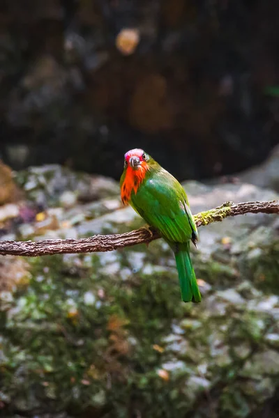 Hermoso Pájaro Abejorro Barbudo Rojo Nyctyornis Amictus Pájaro Verde Con — Foto de Stock