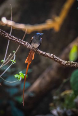 Asya Cennet Sinek Yakalayıcısı, Bir çift kuş