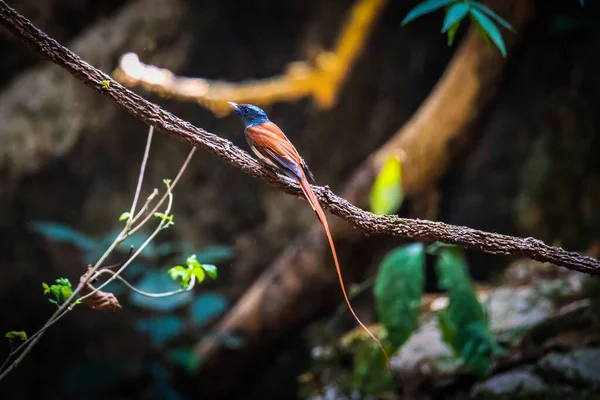Asiatisches Paradies Fliegenschnäpper Vogelpaar — Stockfoto