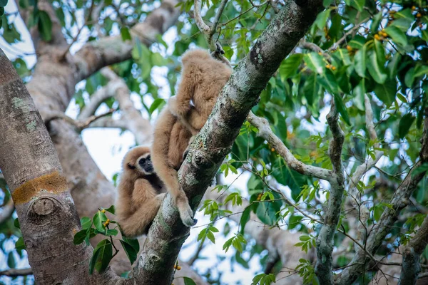 Gibbon Mano Blanca Lar Gibbon — Foto de Stock