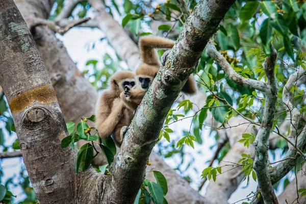 Witte Overhandigde Gibbon Lar Gibbon — Stockfoto