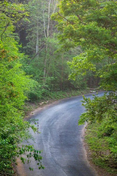 Droga Mglistym Lesie Deszczowe Dni Wiosną — Zdjęcie stockowe