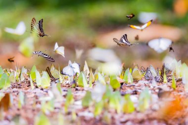 Bir sürü renkli kelebeğin dokusu.