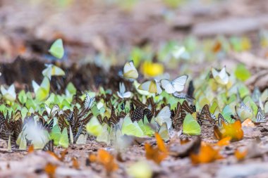 Texture of a lot of colored moth butterflies clipart