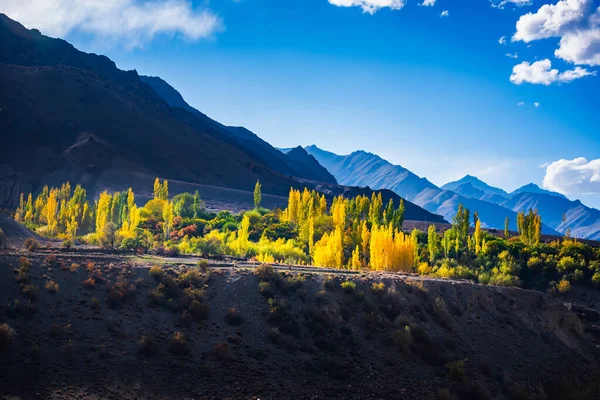Árbol Cambiante Color Himalaya Leh India —  Fotos de Stock