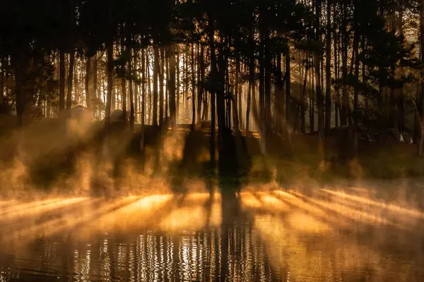 Feixe Luz Através Árvores Névoa Que Flutua Acima Superfície Água Imagem De Stock