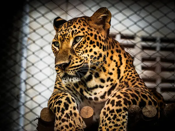 优雅的豹子躺在动物园的笼子里 关门了 免版税图库图片