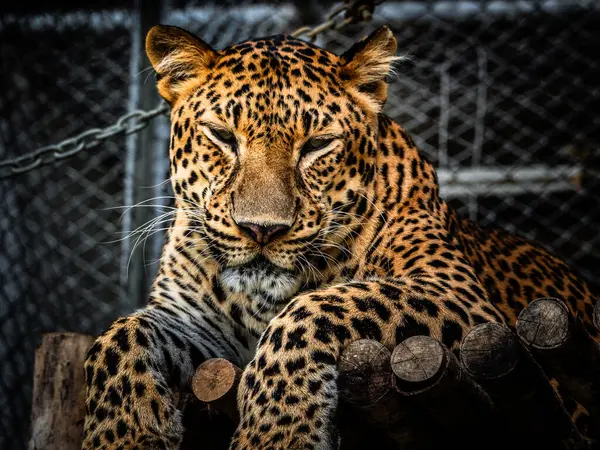 优雅的豹子躺在动物园的笼子里 关门了 图库照片