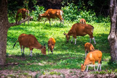Çayırdaki kırmızı inek