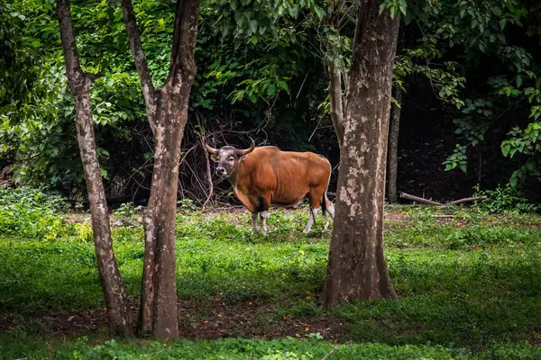 stock image Bos javanicus in the pasture