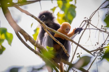 Yaprak Maymunlar ya da Dusky Langur ve ormanda yaşayan anne,