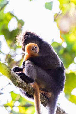 Yaprak Maymunlar ya da Dusky Langur ve ormanda yaşayan anne,